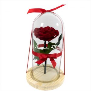 Rosa Preservada Cali