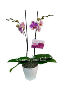 Orquídea Condolencias