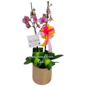 Orquidea Cali